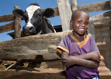 Heifer international scandal. Things To Know About Heifer international scandal. 